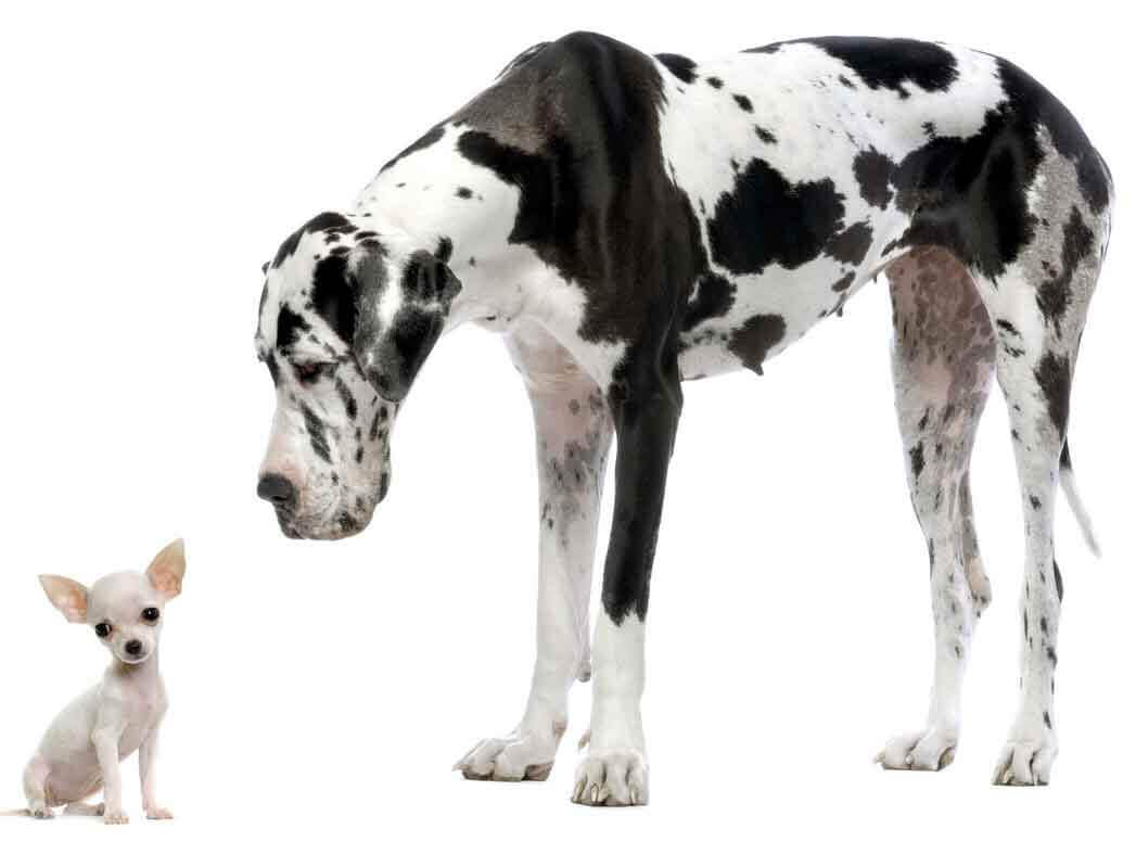 A comparison image showing a big dog and a small dog.